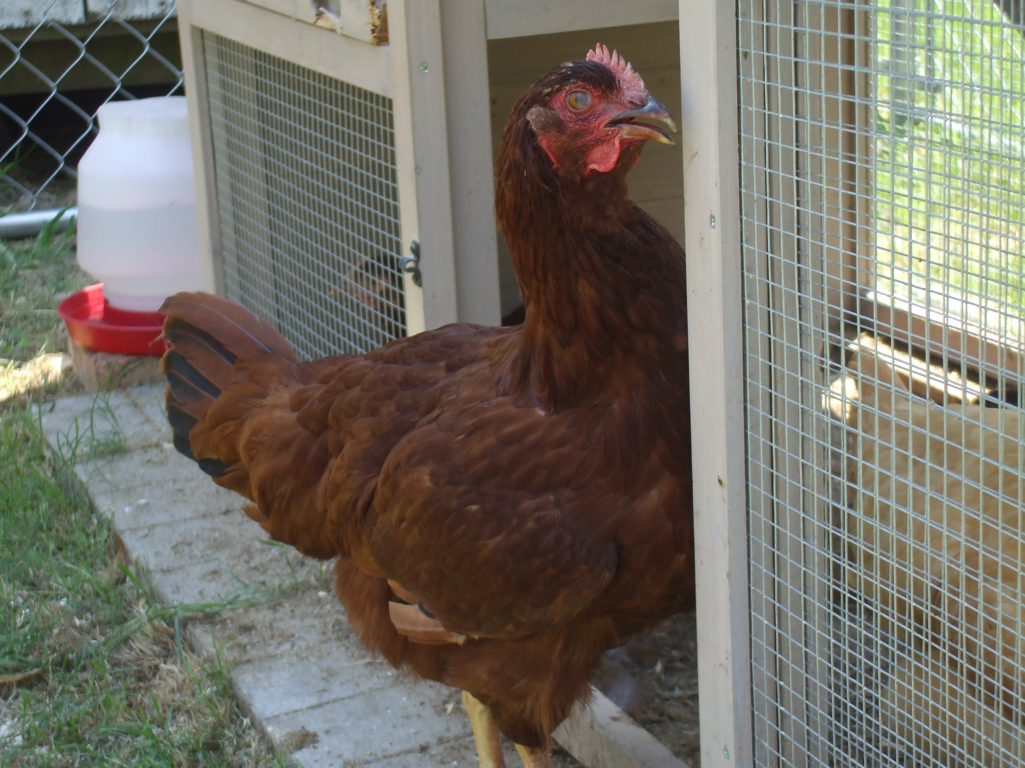 Rhode Island Red
