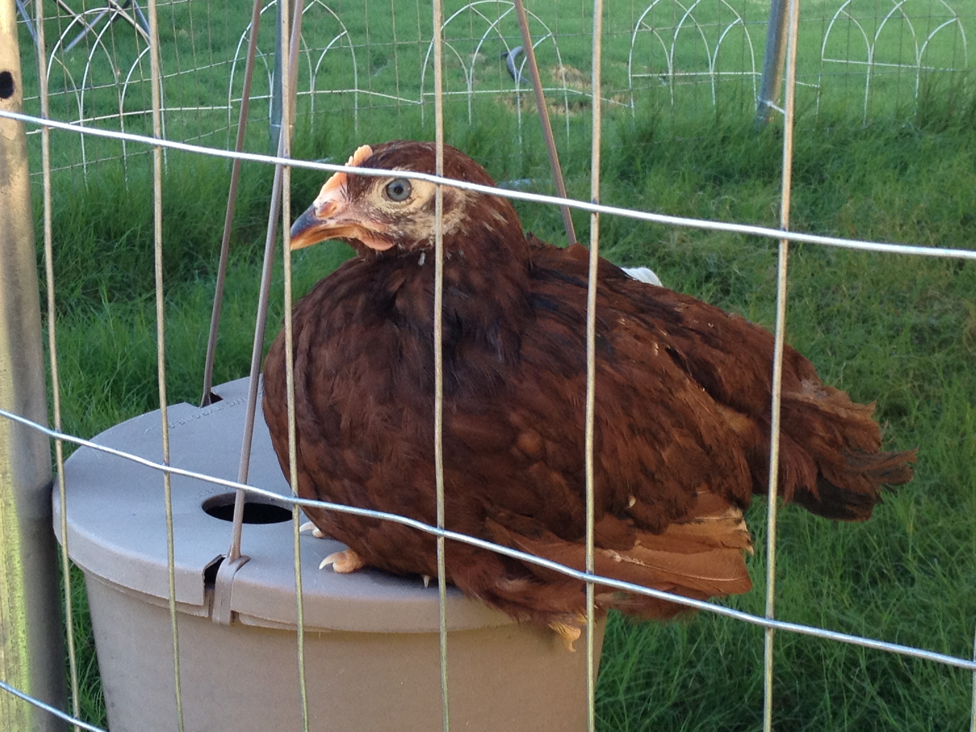 rhode island red