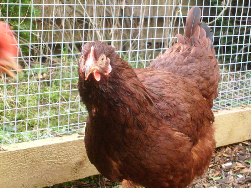 Rhode Island Red