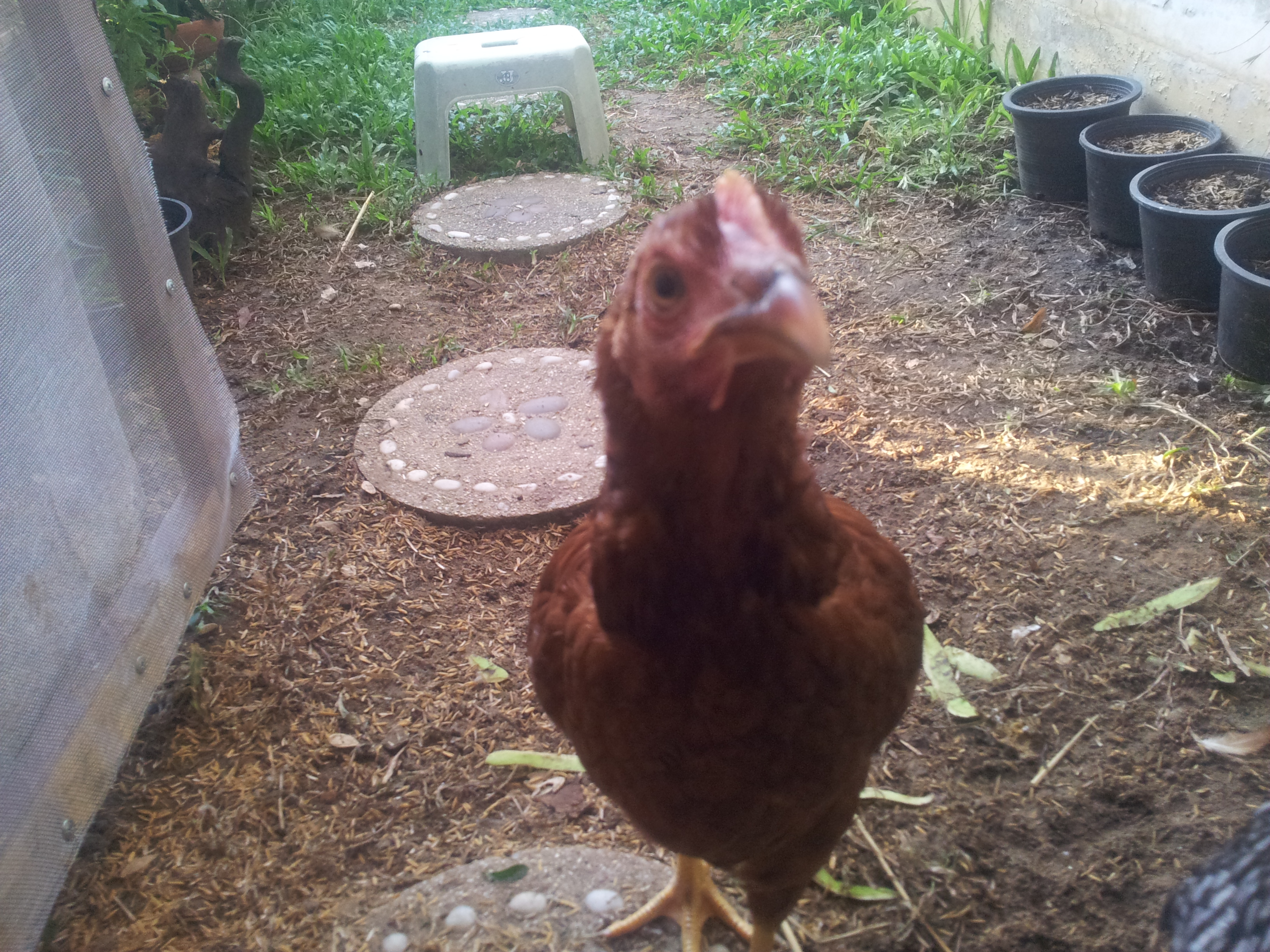 Rhode Island Red
