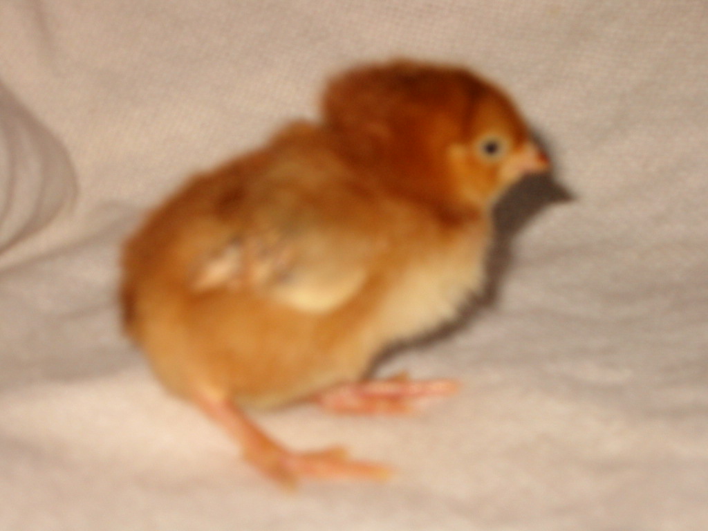 Rhode Island red