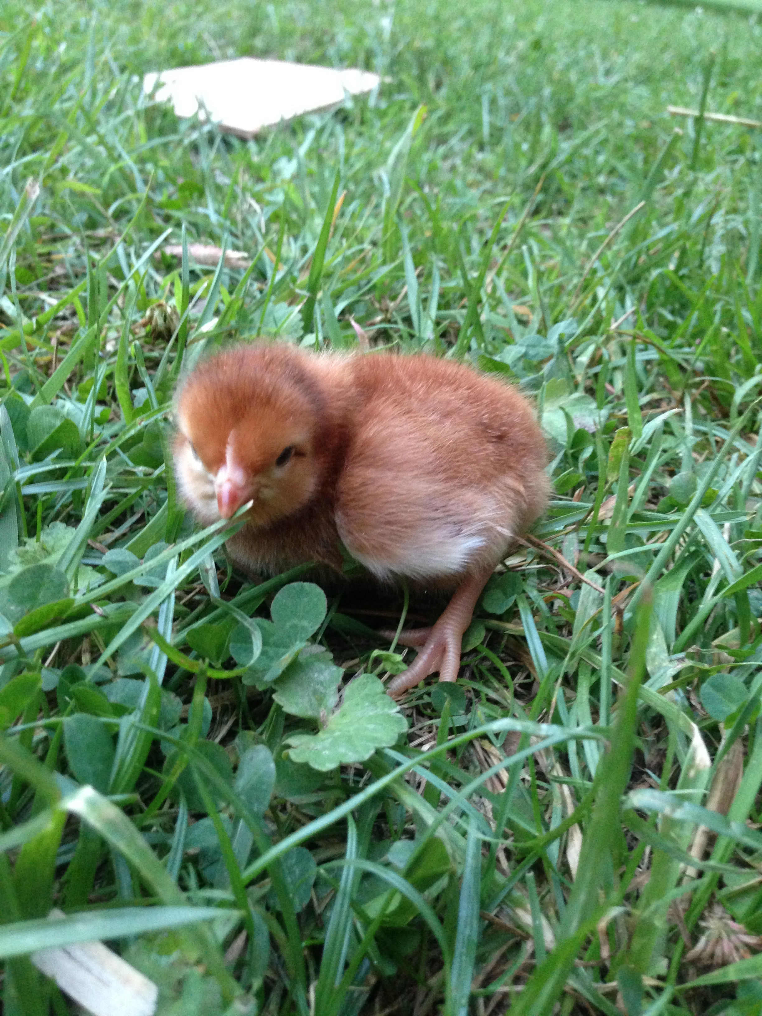 Rhode Island Red