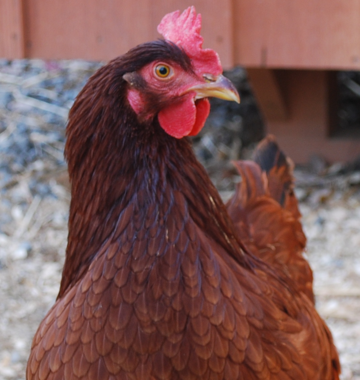Rhode Island Red