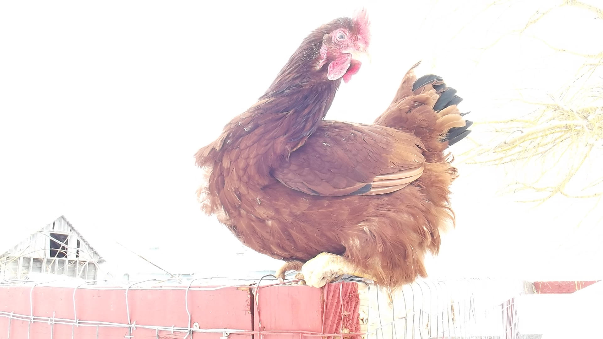 Rhode Island red