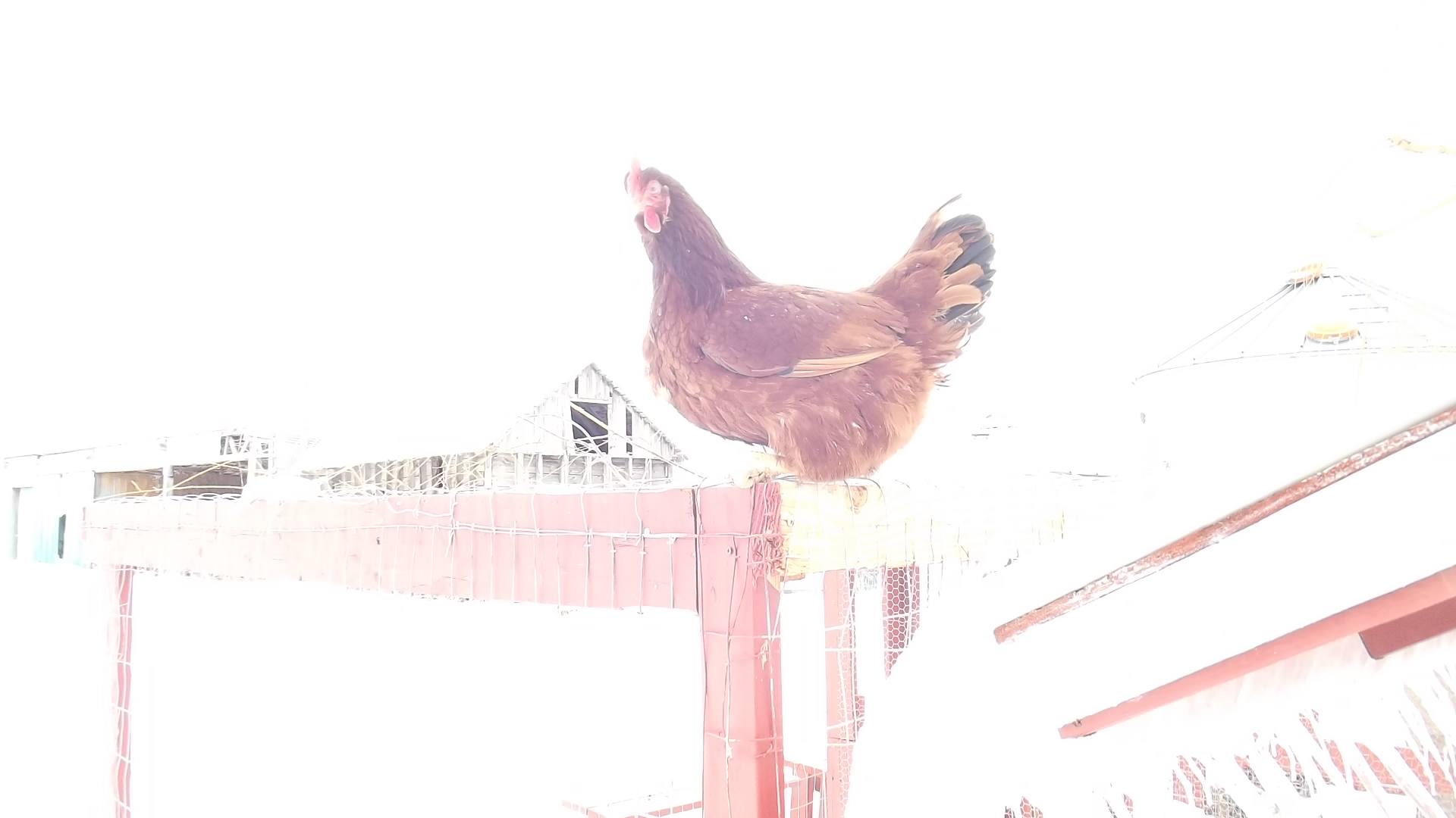 Rhode Island red