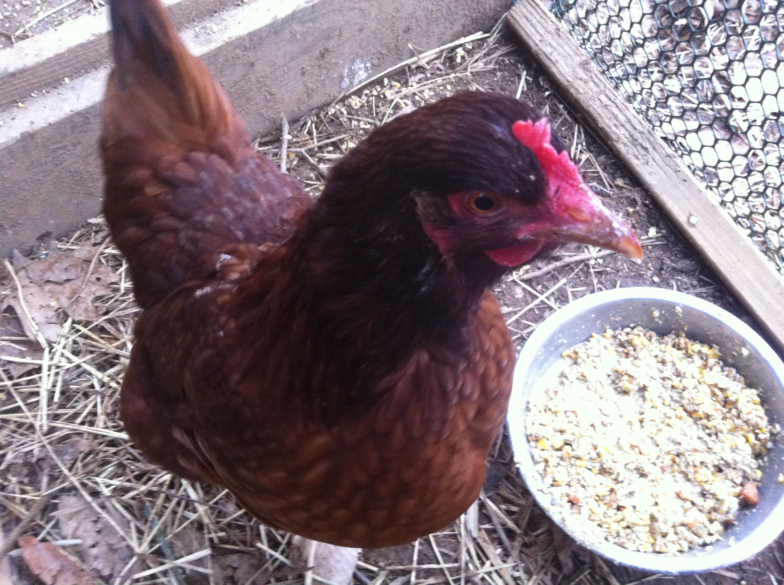 Rhode Island Red