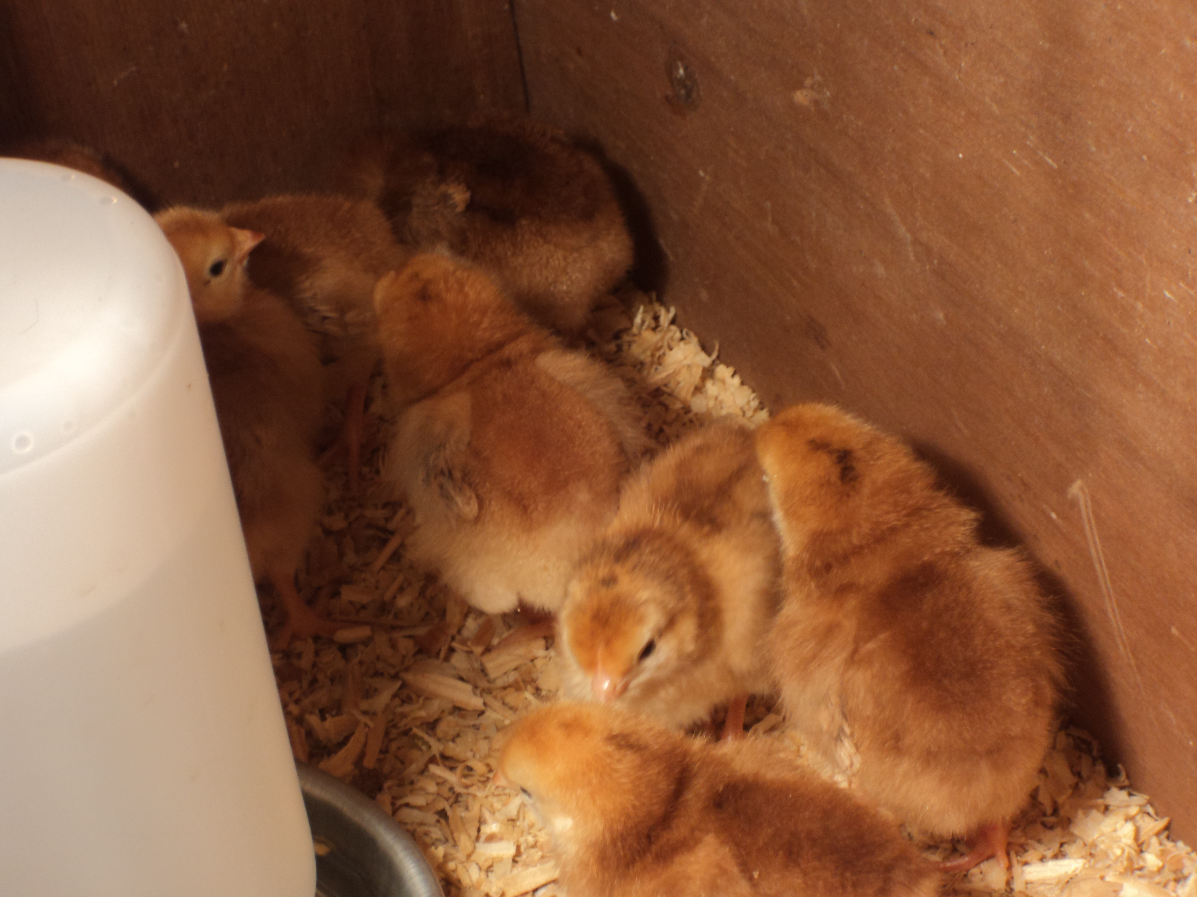 Rhode Island Red