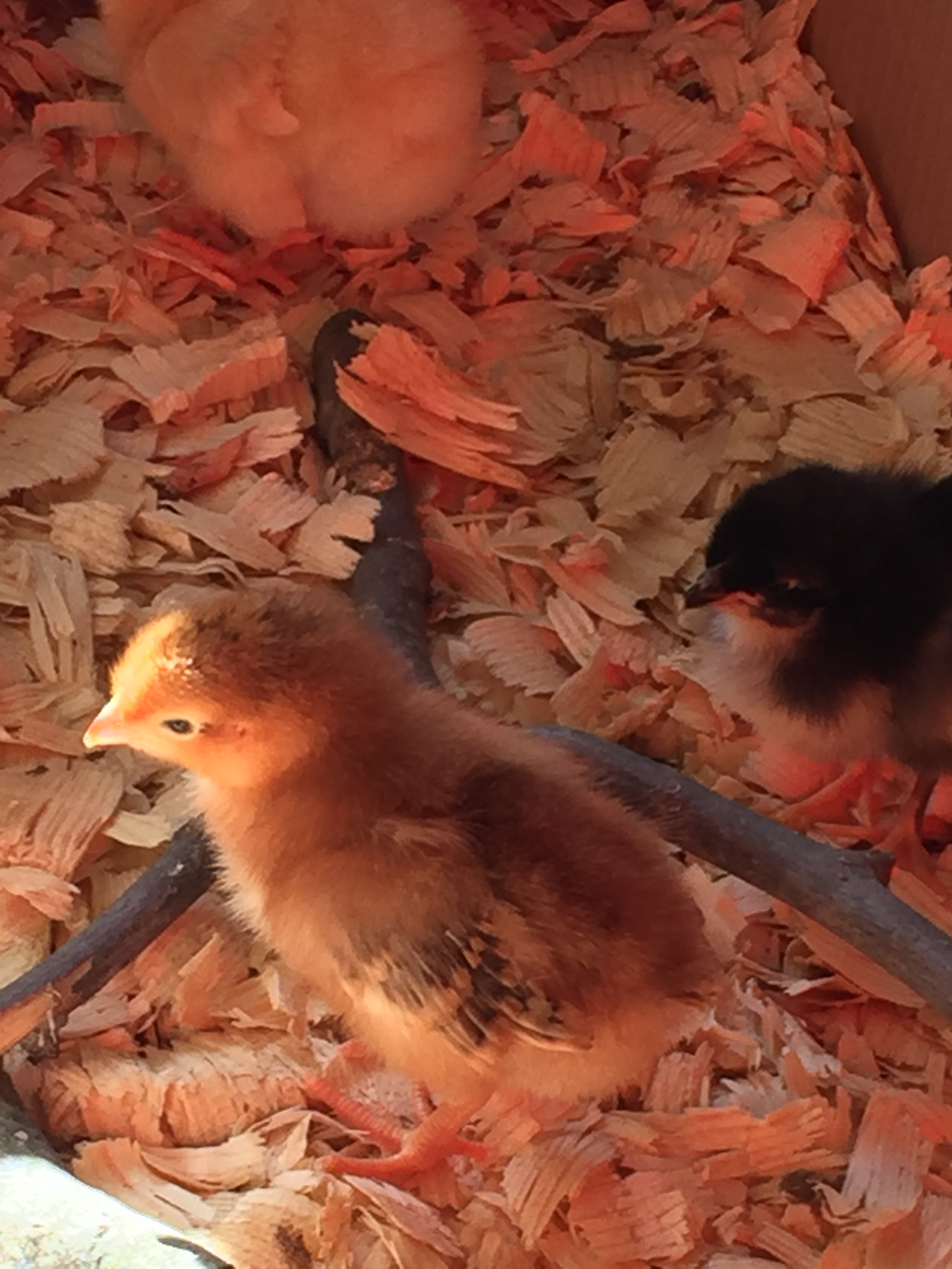 Rhode Island Red