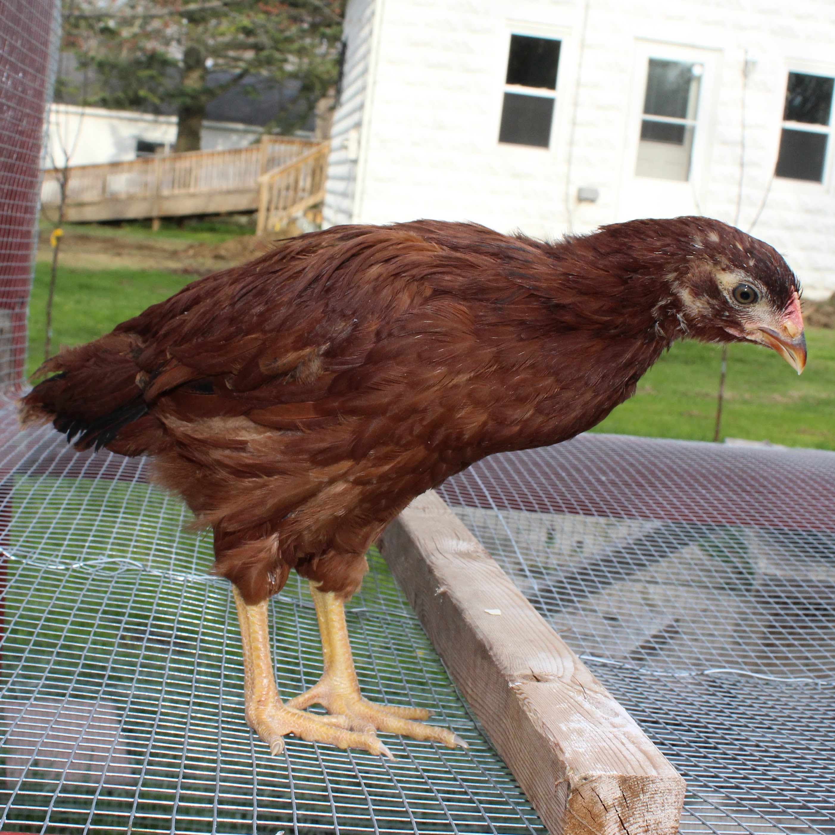 Rhode Island Red