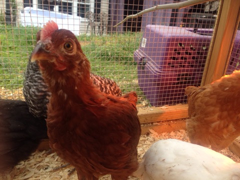 Rhode Island Red