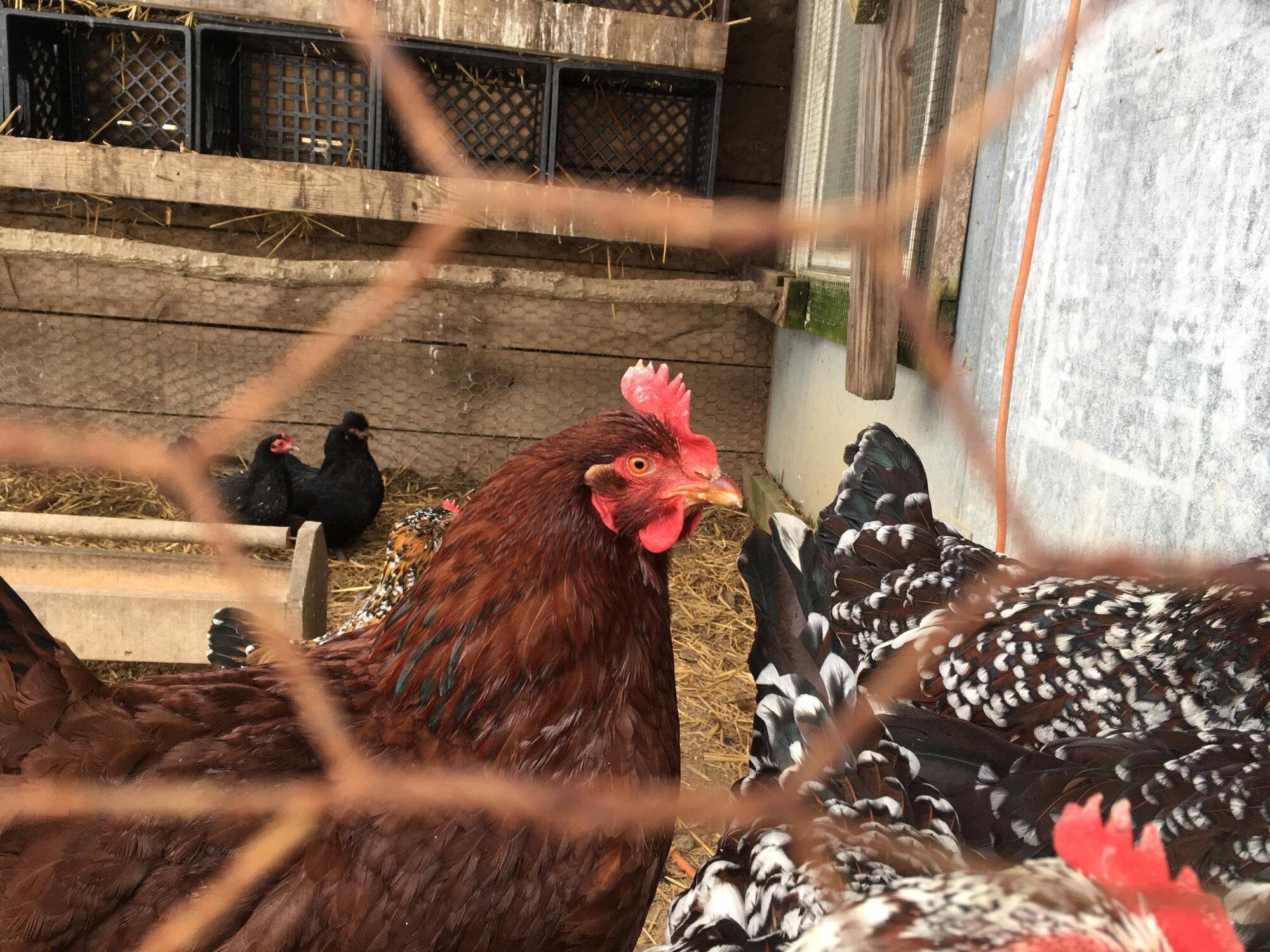 Rhode Island Red