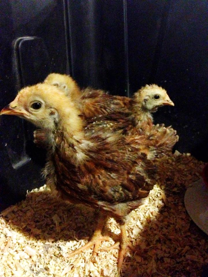 Rhode Island Reds 3 weeks and 2 days old :)