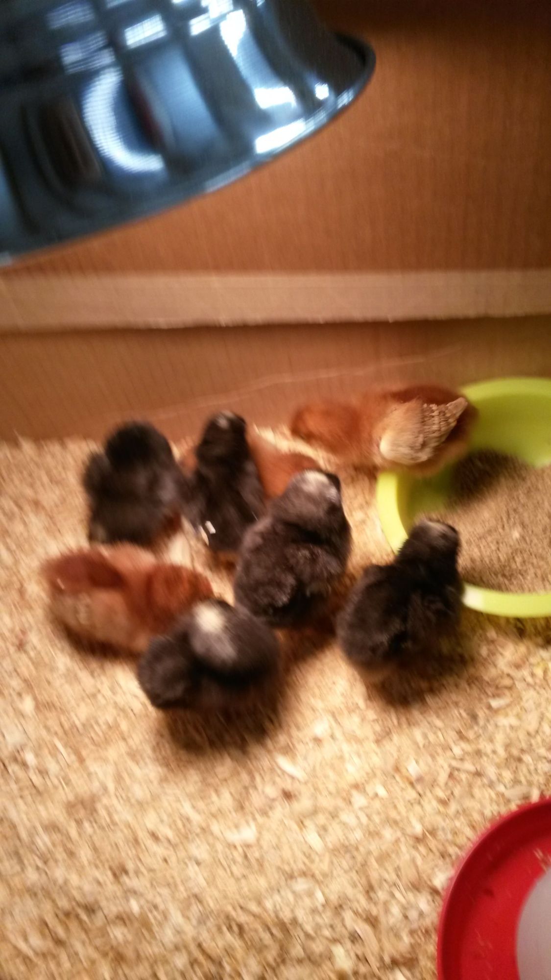 Rhode island reds and Barred rocks.