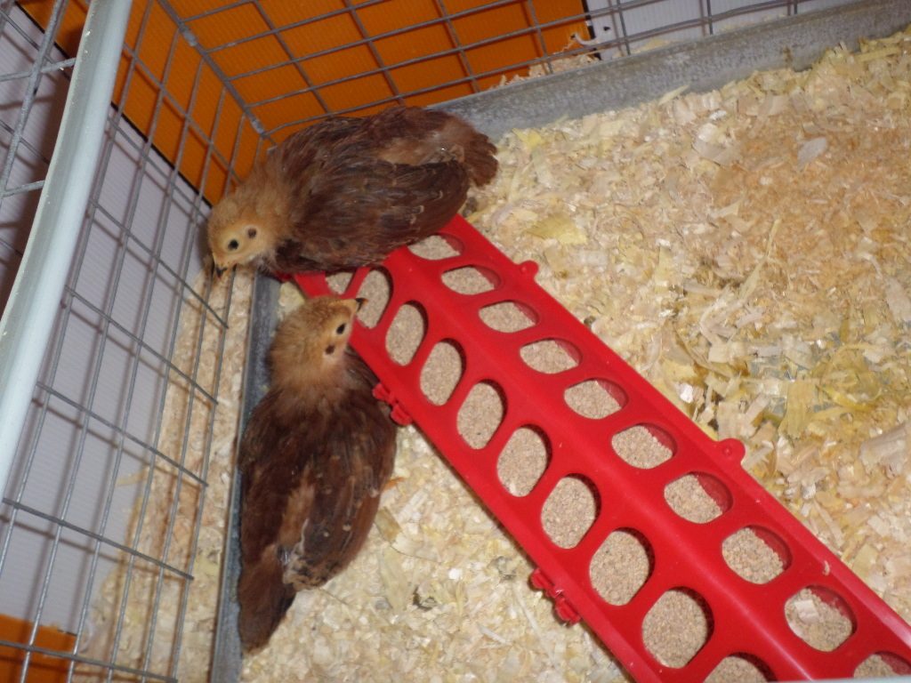 Rhode Island Reds my 2 older chicks..