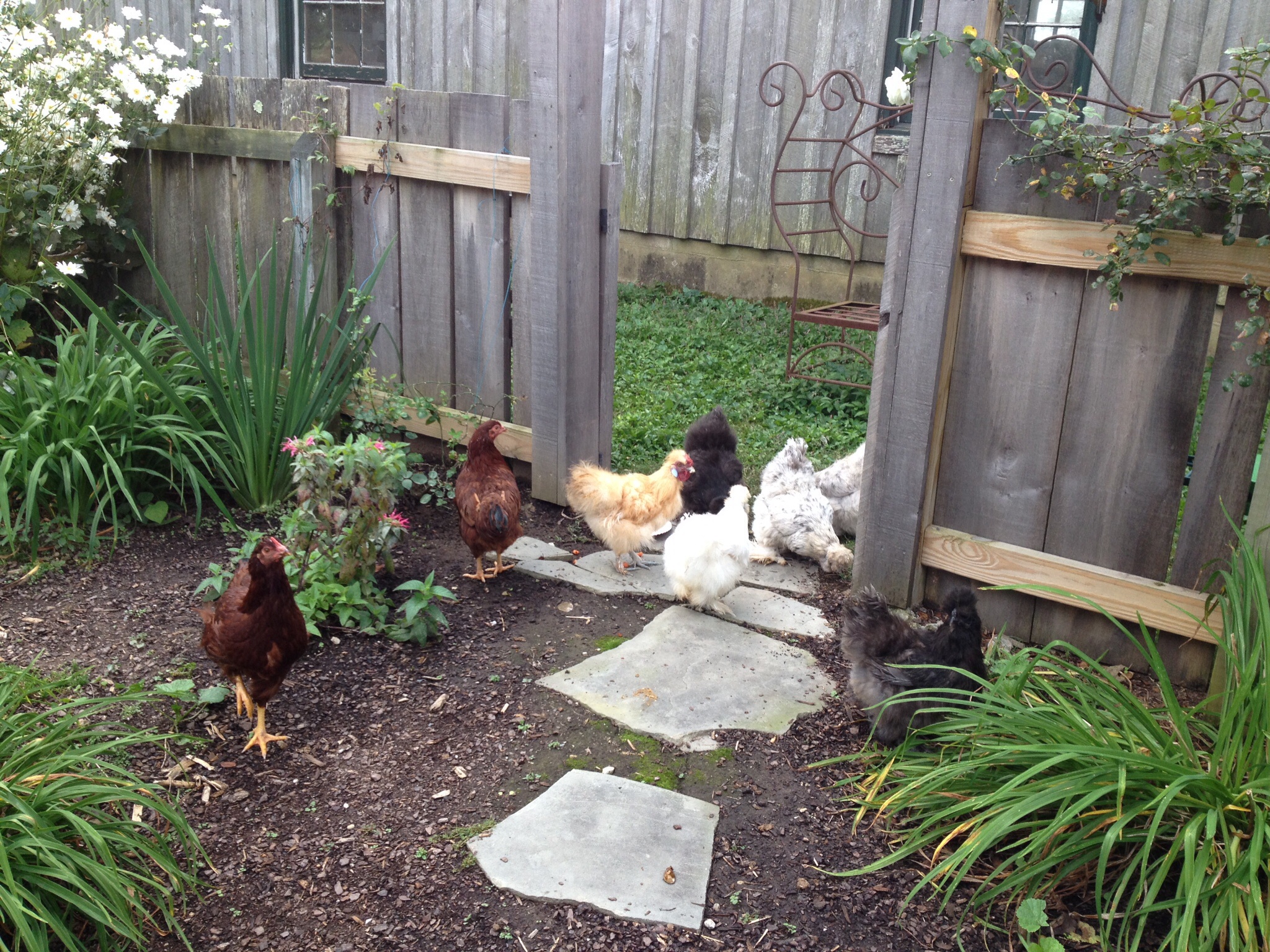 Rhode Island reds now laying with my silkies,everyone getting along fine- new buff silkie is a roo!