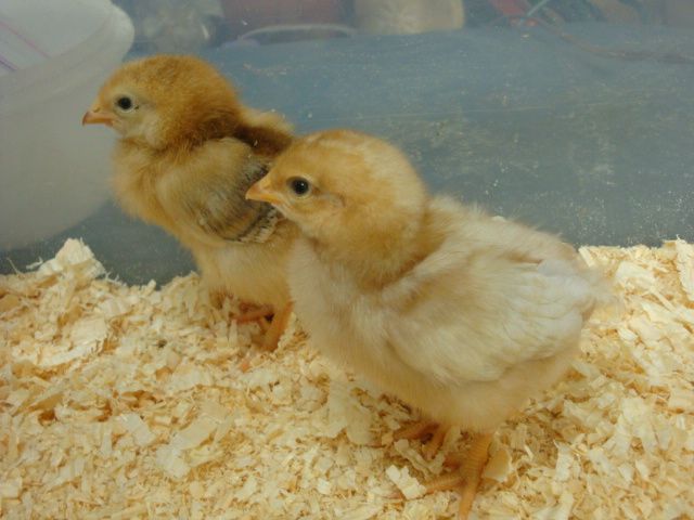 Rhode Island Reds Penny & Charlotte
