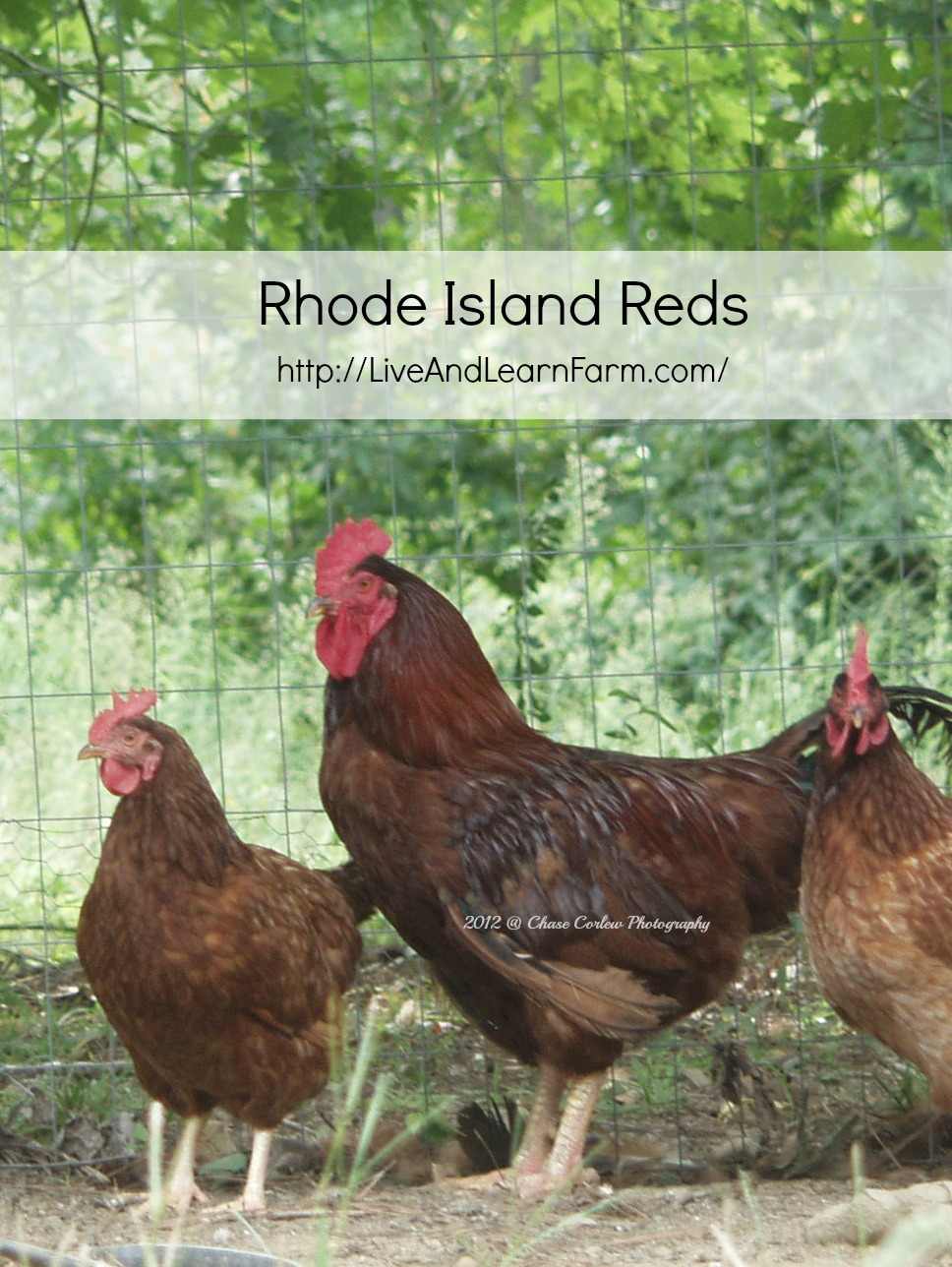 Rhode Island Reds.  Rocky the rooster, Cluckers on the left of Rocky and Cutie is staring straight at the camera :-)