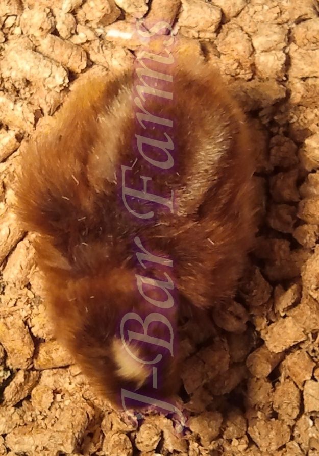 Rhodebar cockerel chick