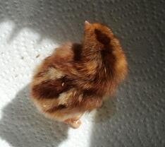 Rhodebar pullet chick