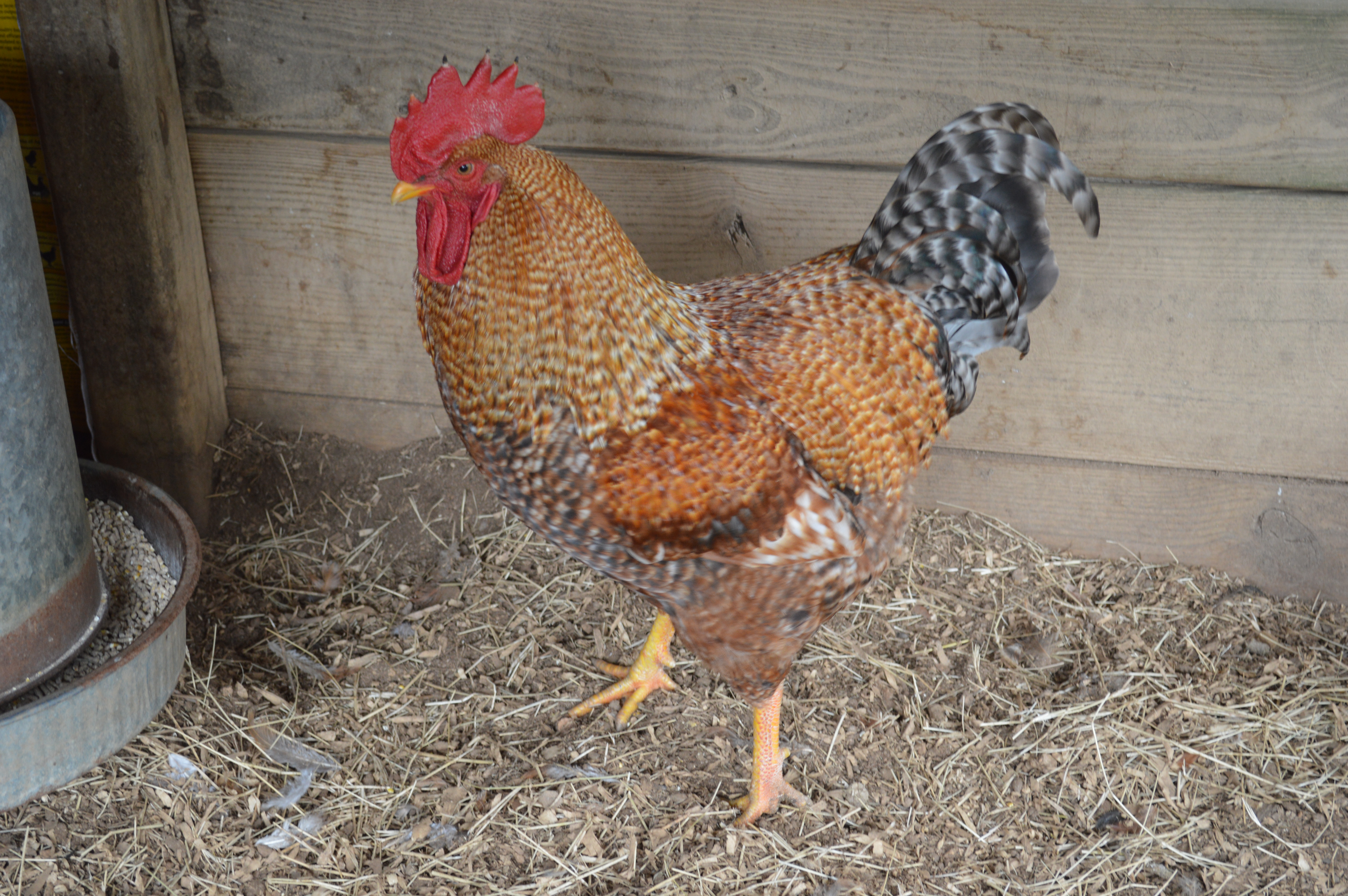 Rhodebar Rooster