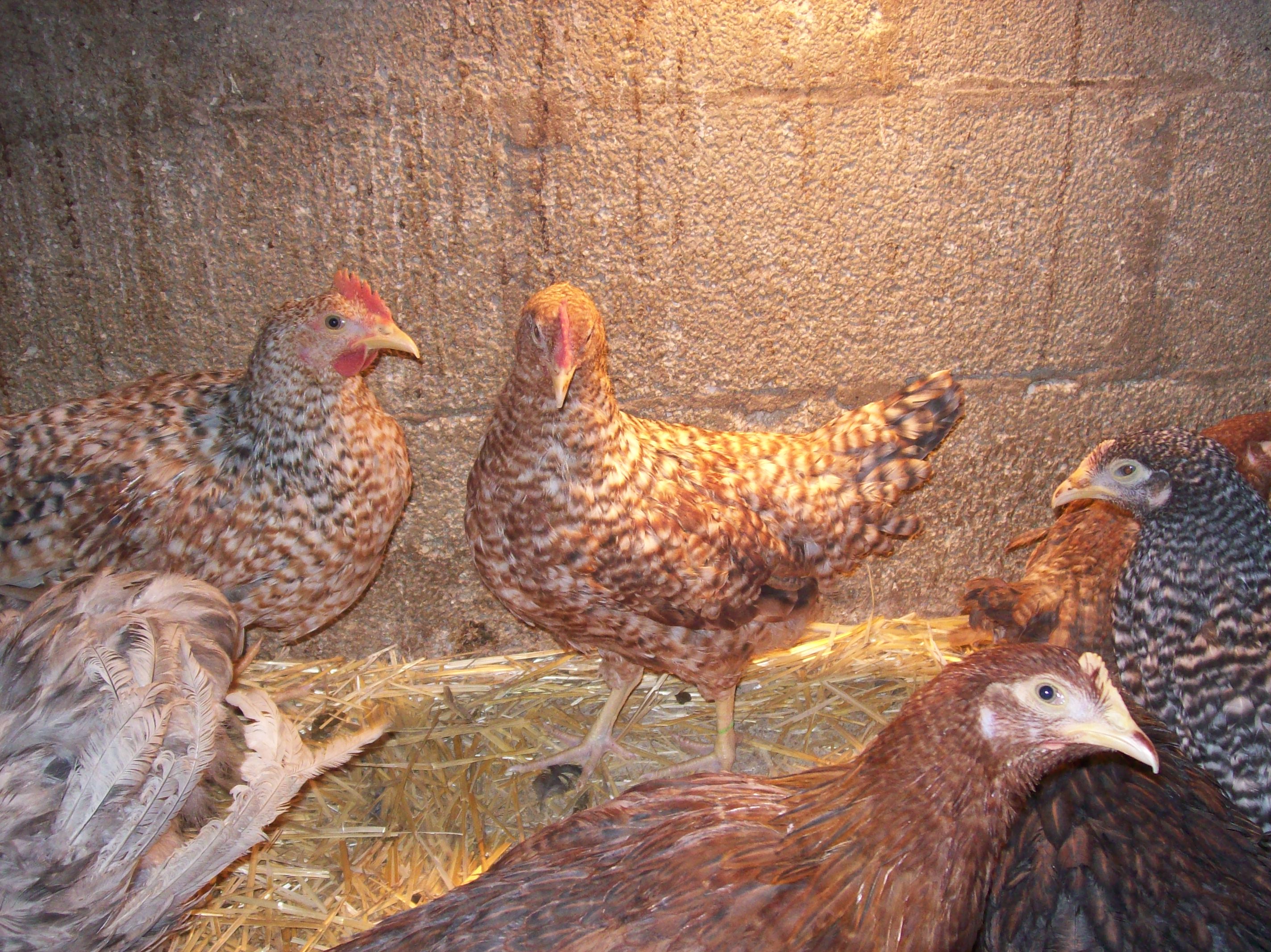 Rhodebar roosters in rear & pullet in front.