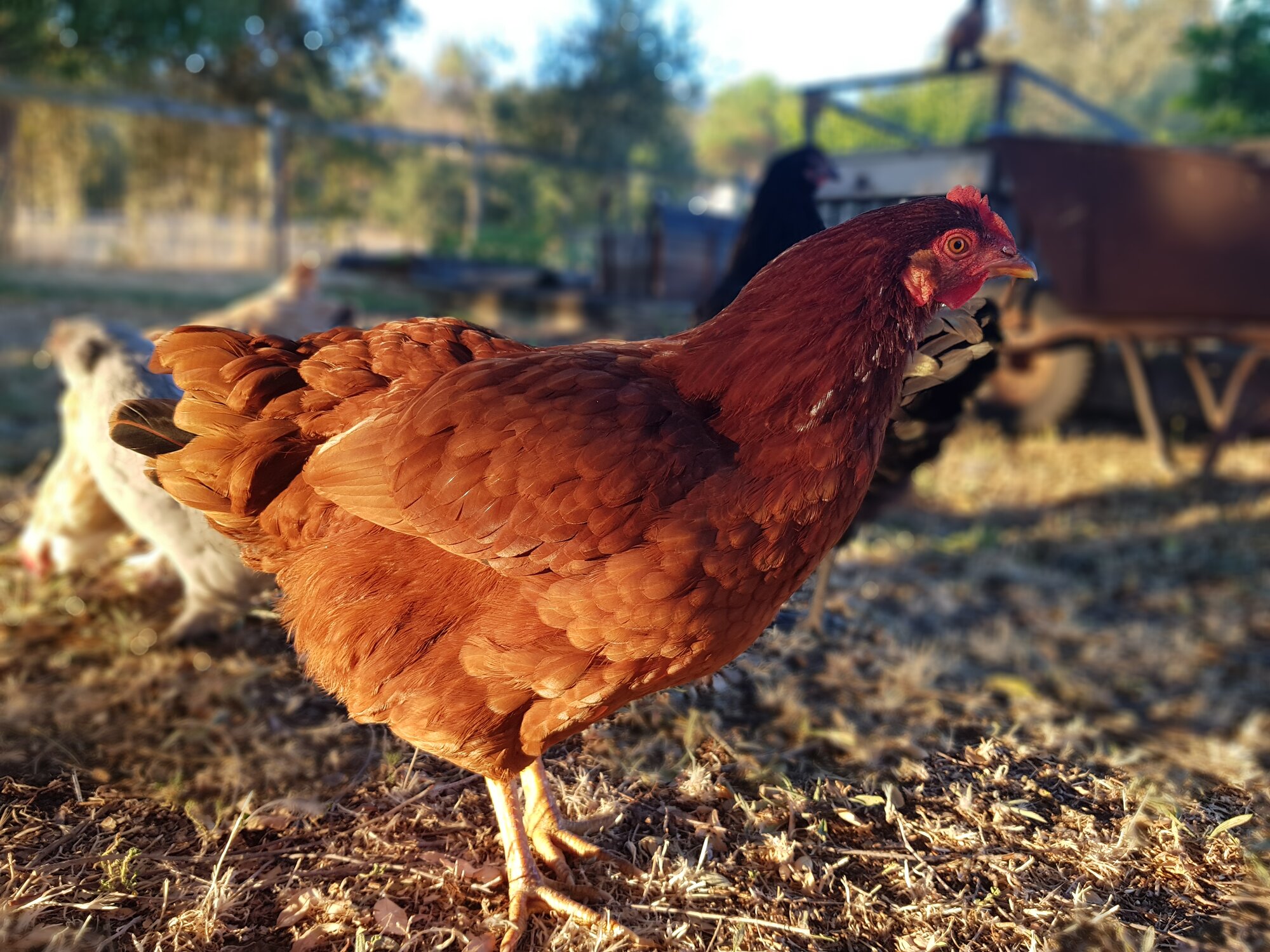 RhodeIslandRed.jpg
