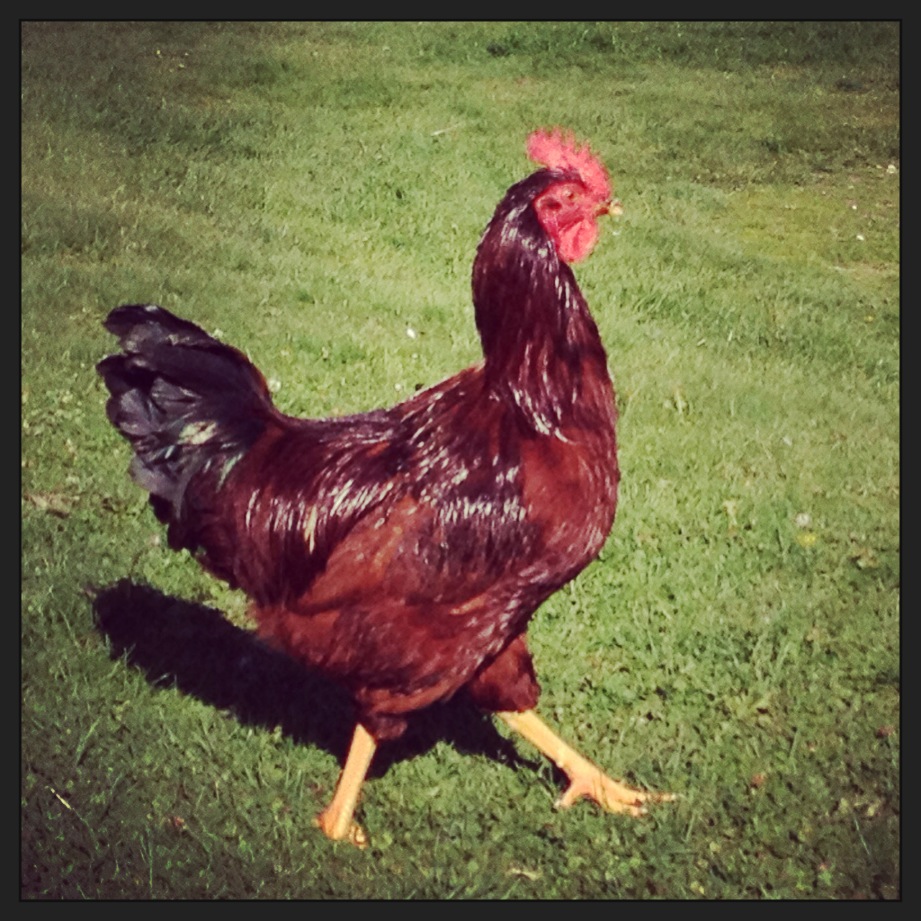 Rhody when he was young