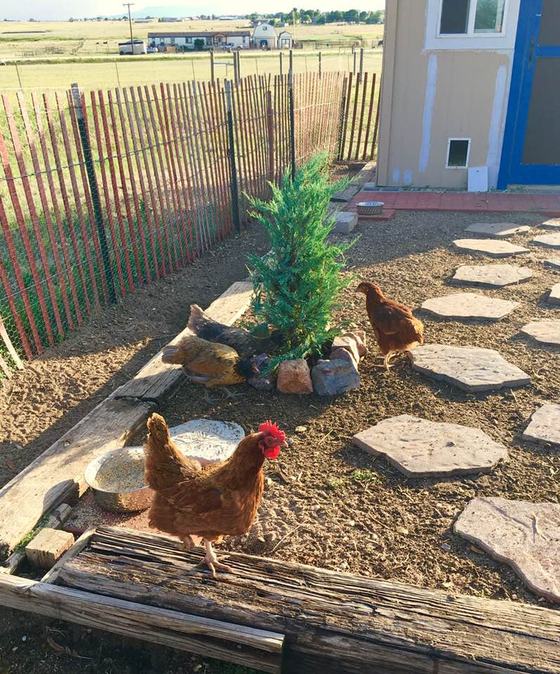 Rhonda Likes The Chicken Run Plants