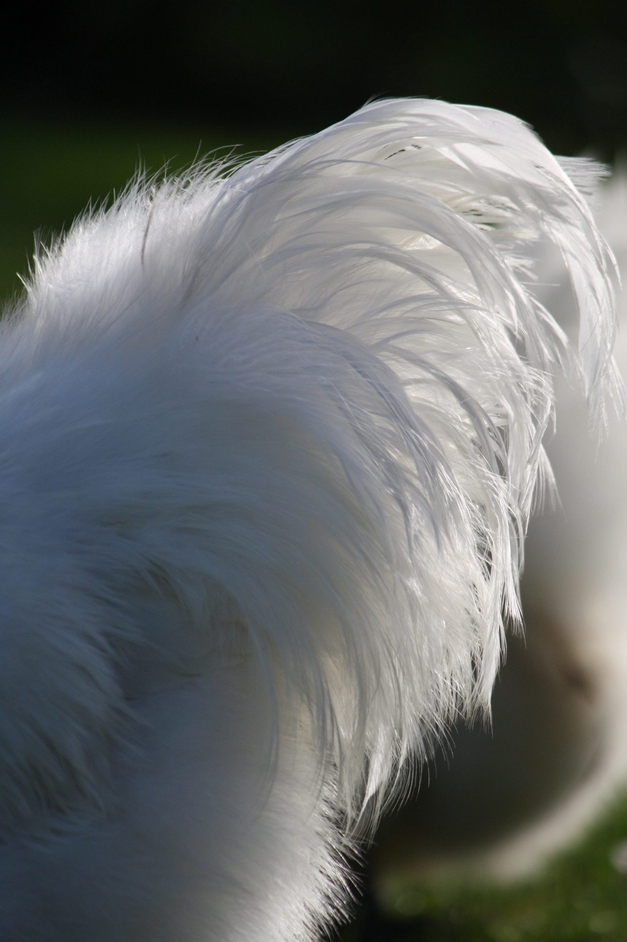 Ribbons in Silkie tail.