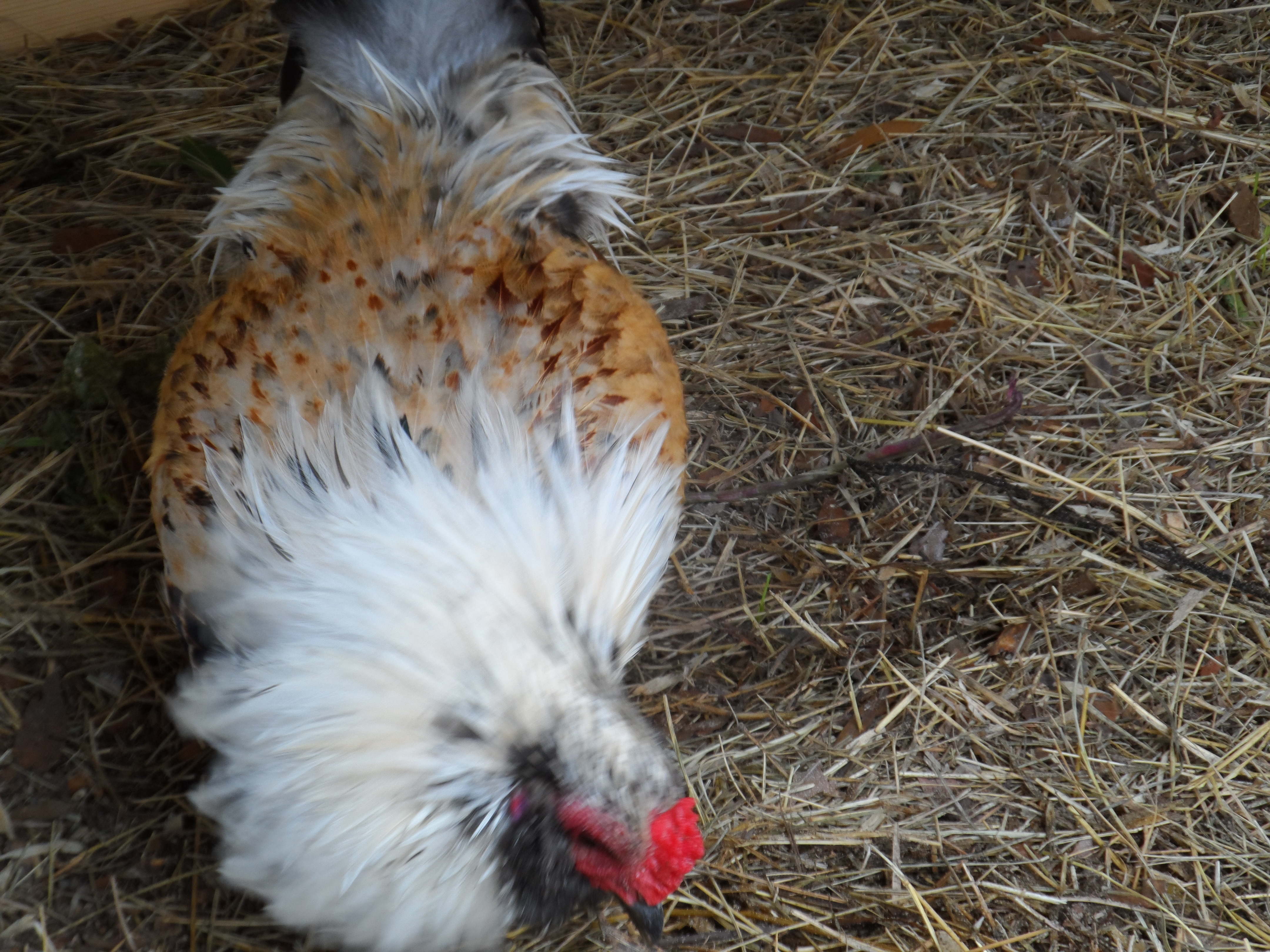 Ricky, one of our Bantam Roosters