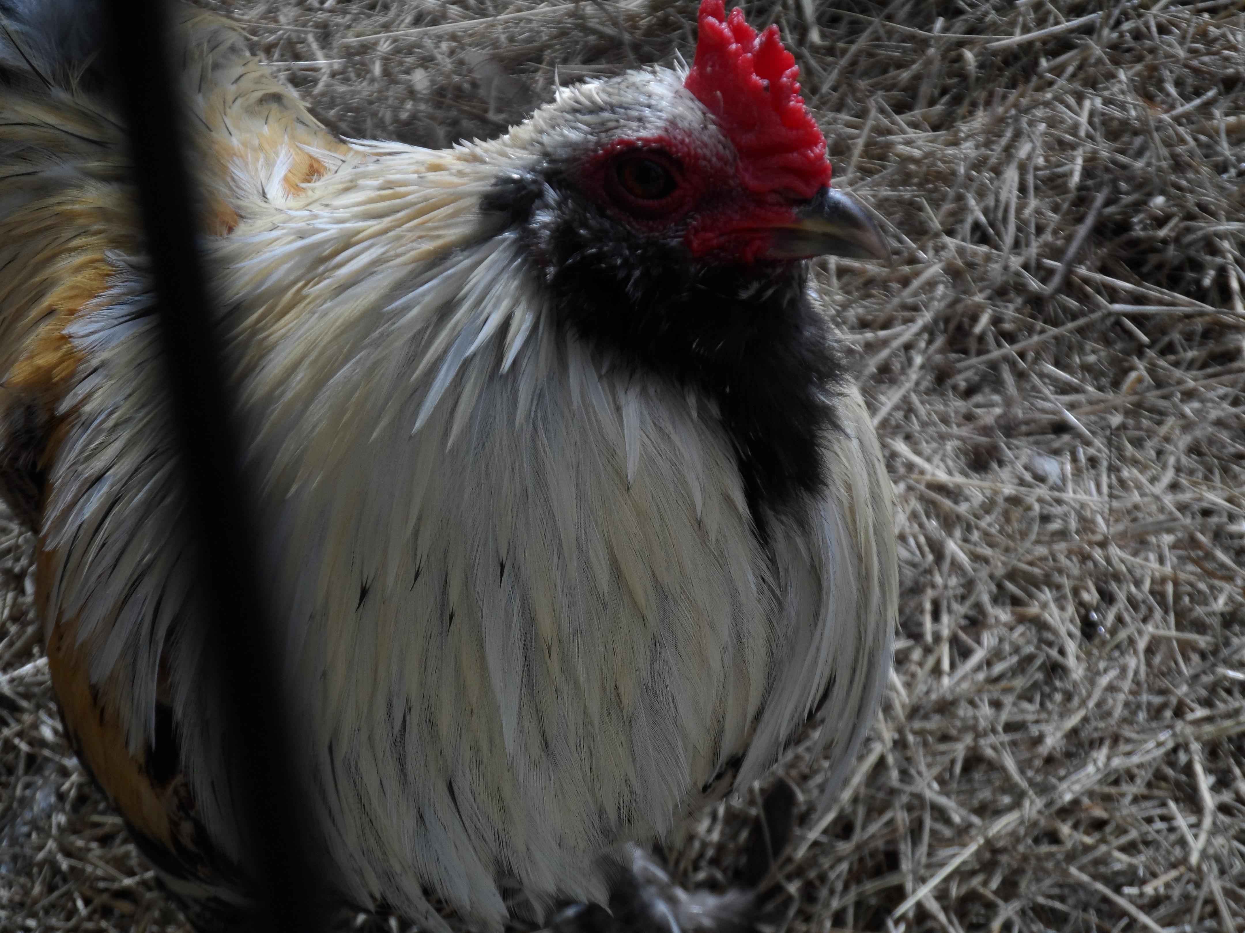 Ricky, one of the Bantam Roosters.