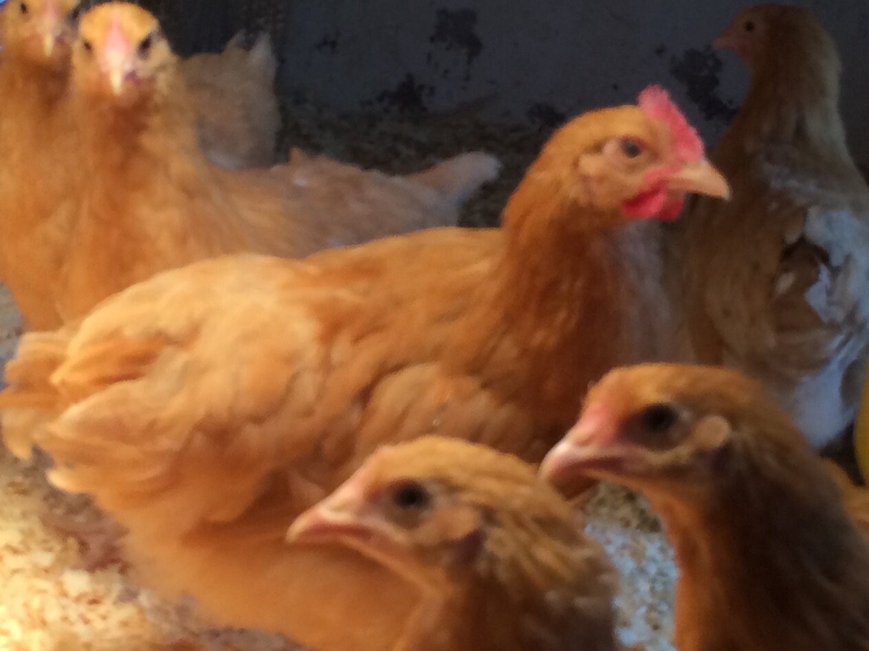 Ricky the Rooster / ordered all hens but a rooster or two ended up in the flock