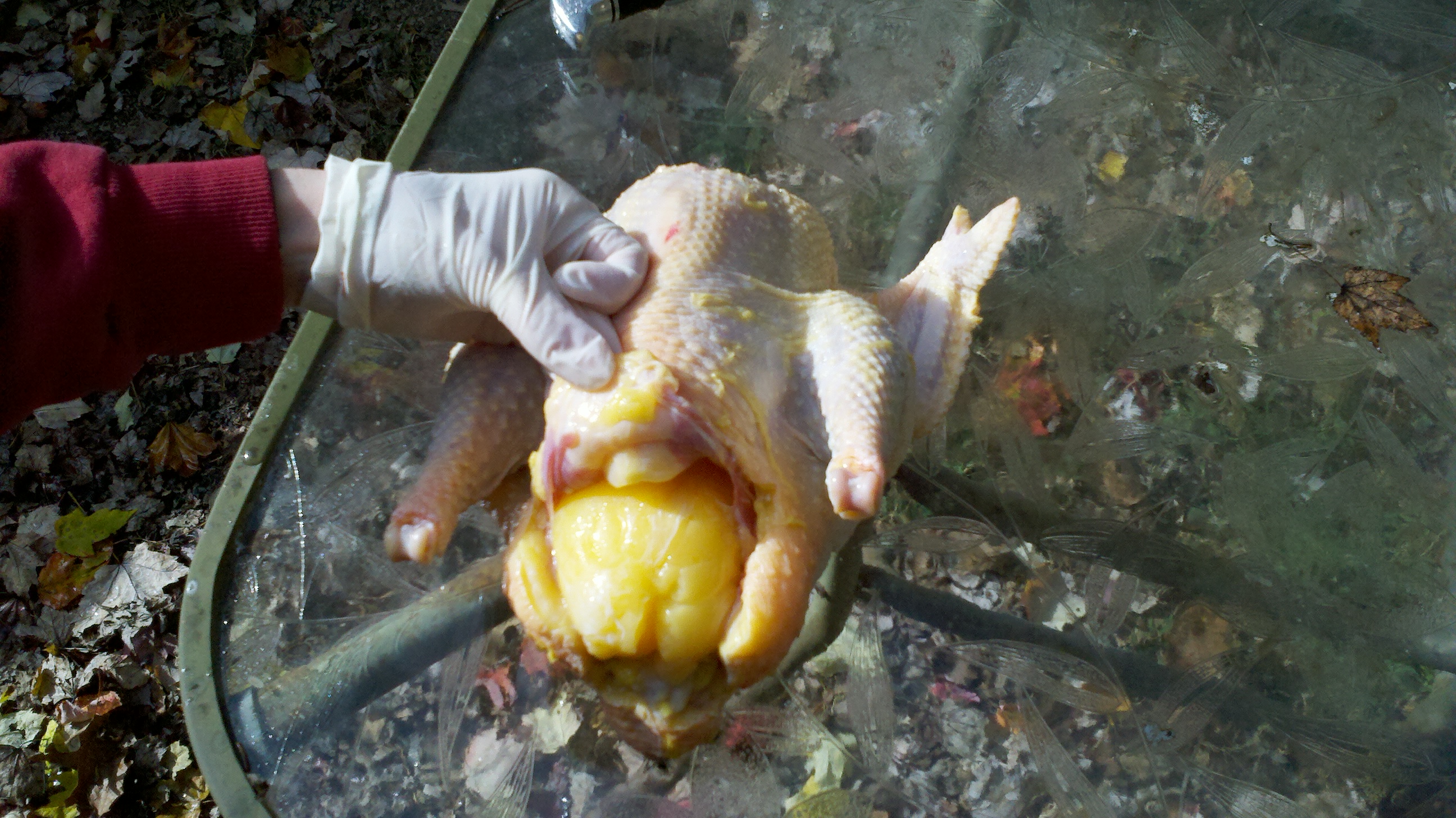 Ridiculous amount of fat in this hen