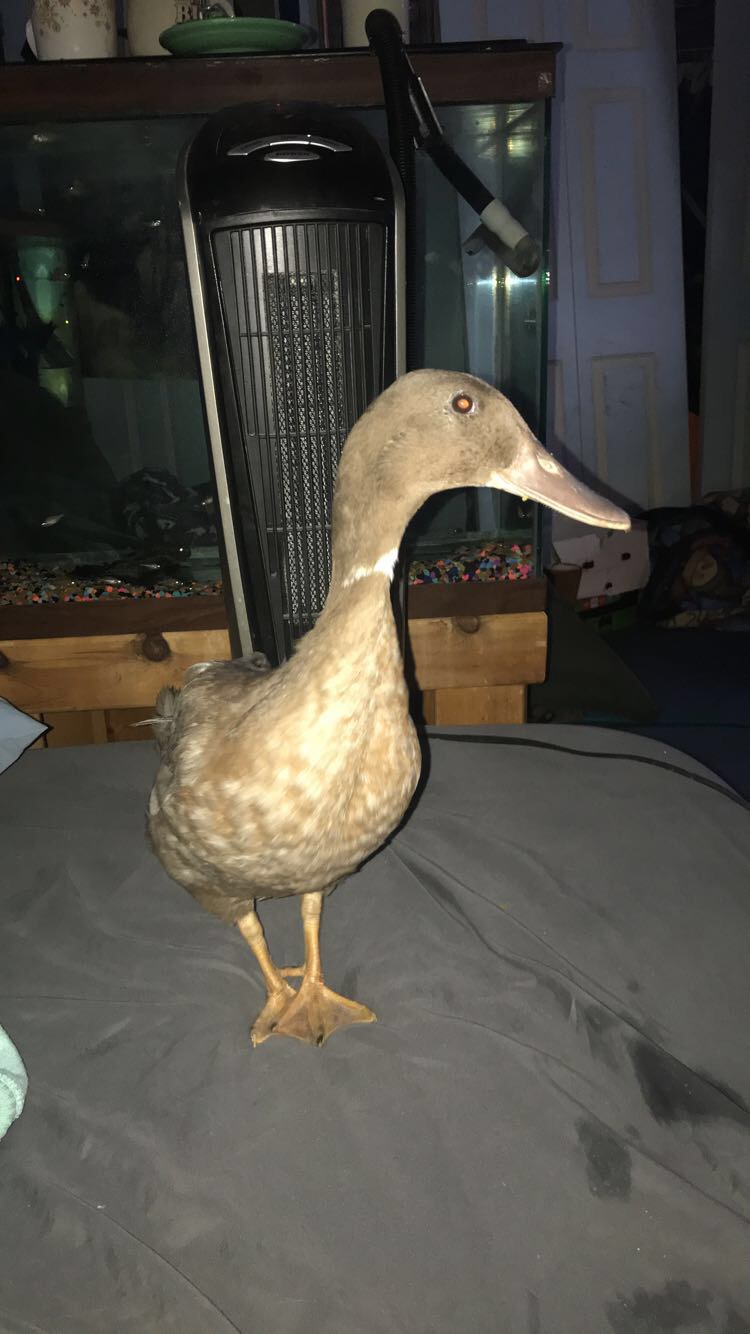 Right before she went solid coloring!