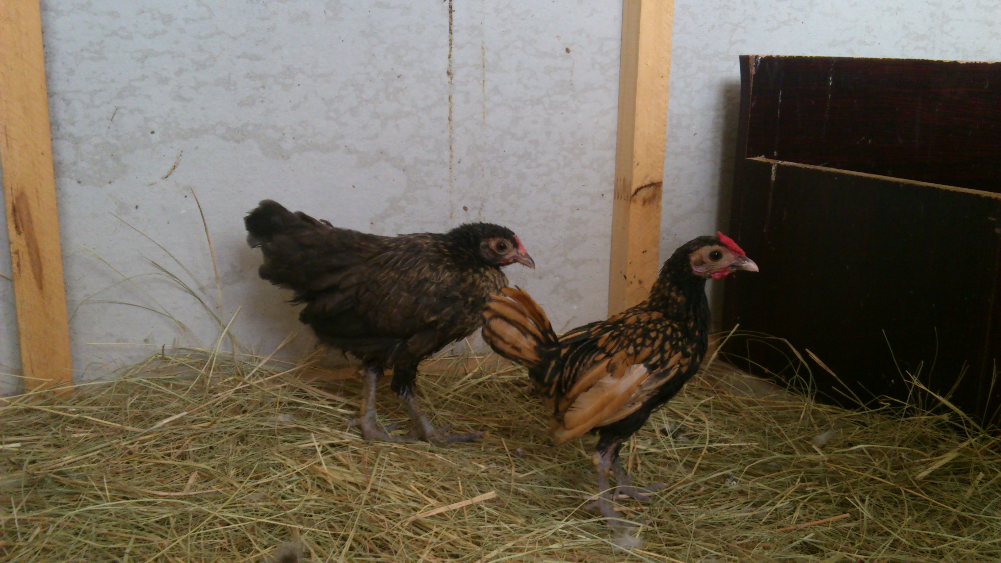 right - chula - sebright Roo
left - Pudding - unknown