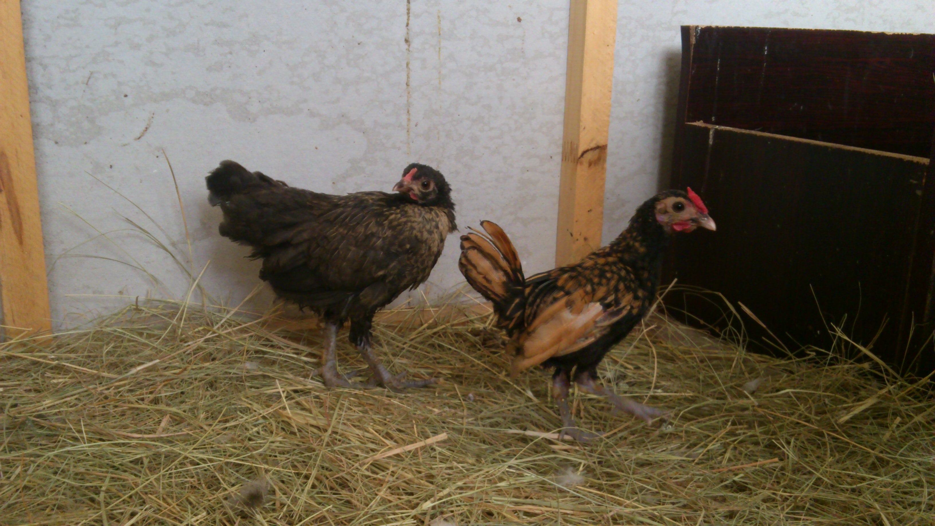 right - chula - sebright Roo
left - Pudding - unknown