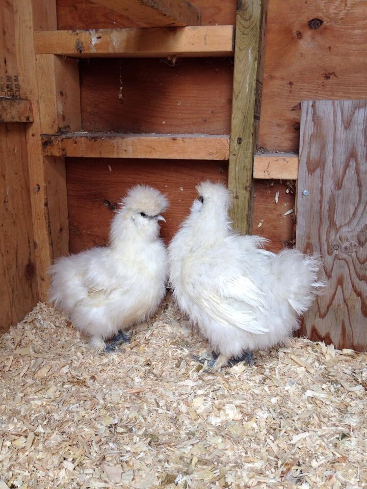 Right: pullet -Left: roo?