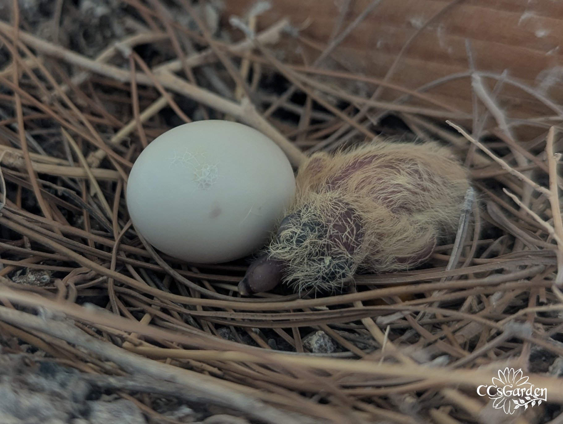 Ring neck dove eggs hatching