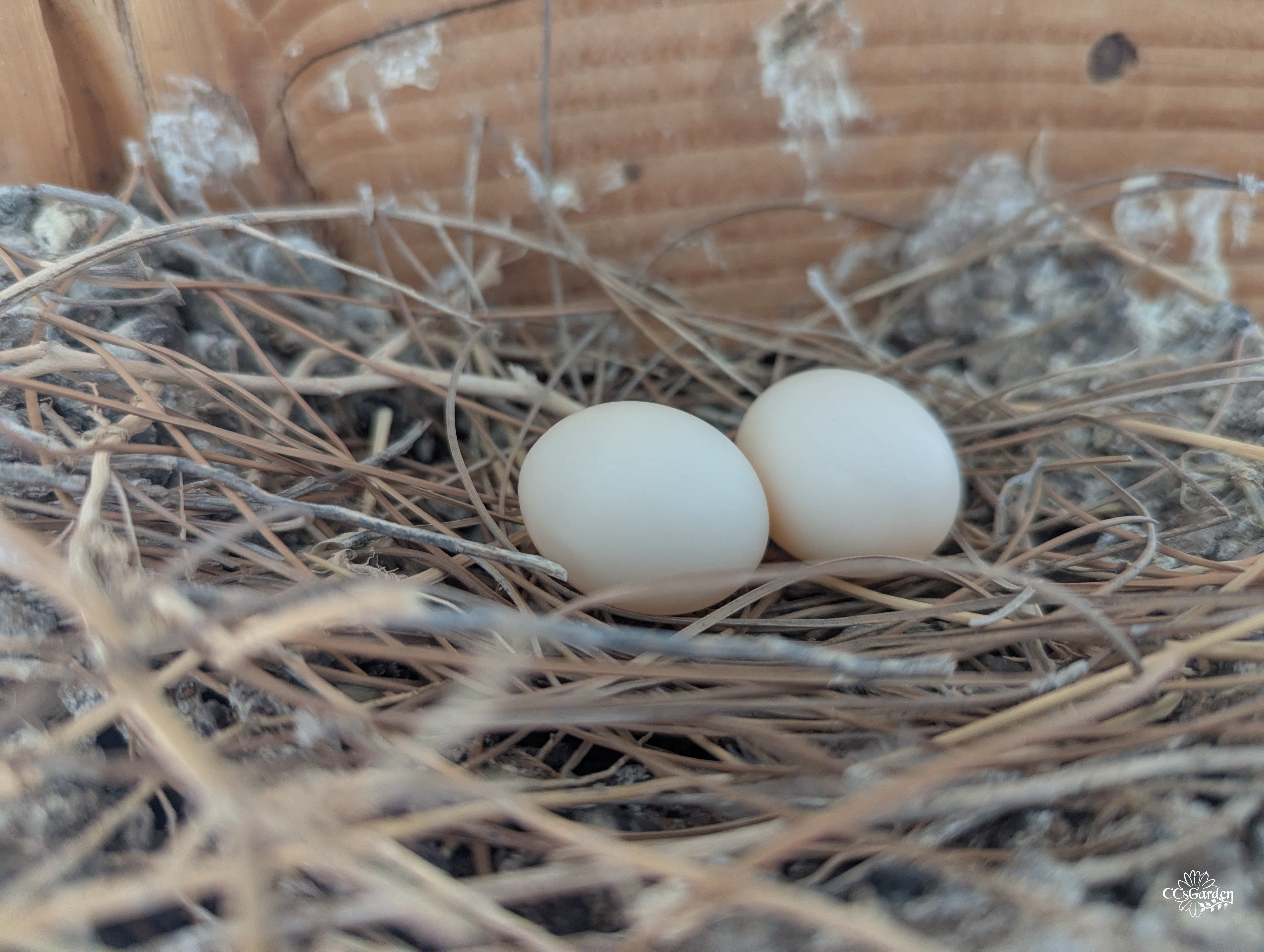 Ring neck dove eggs