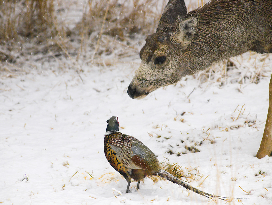 Ringneck pheasant and mule deer buck
