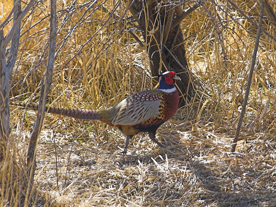 Ringneck pheasant