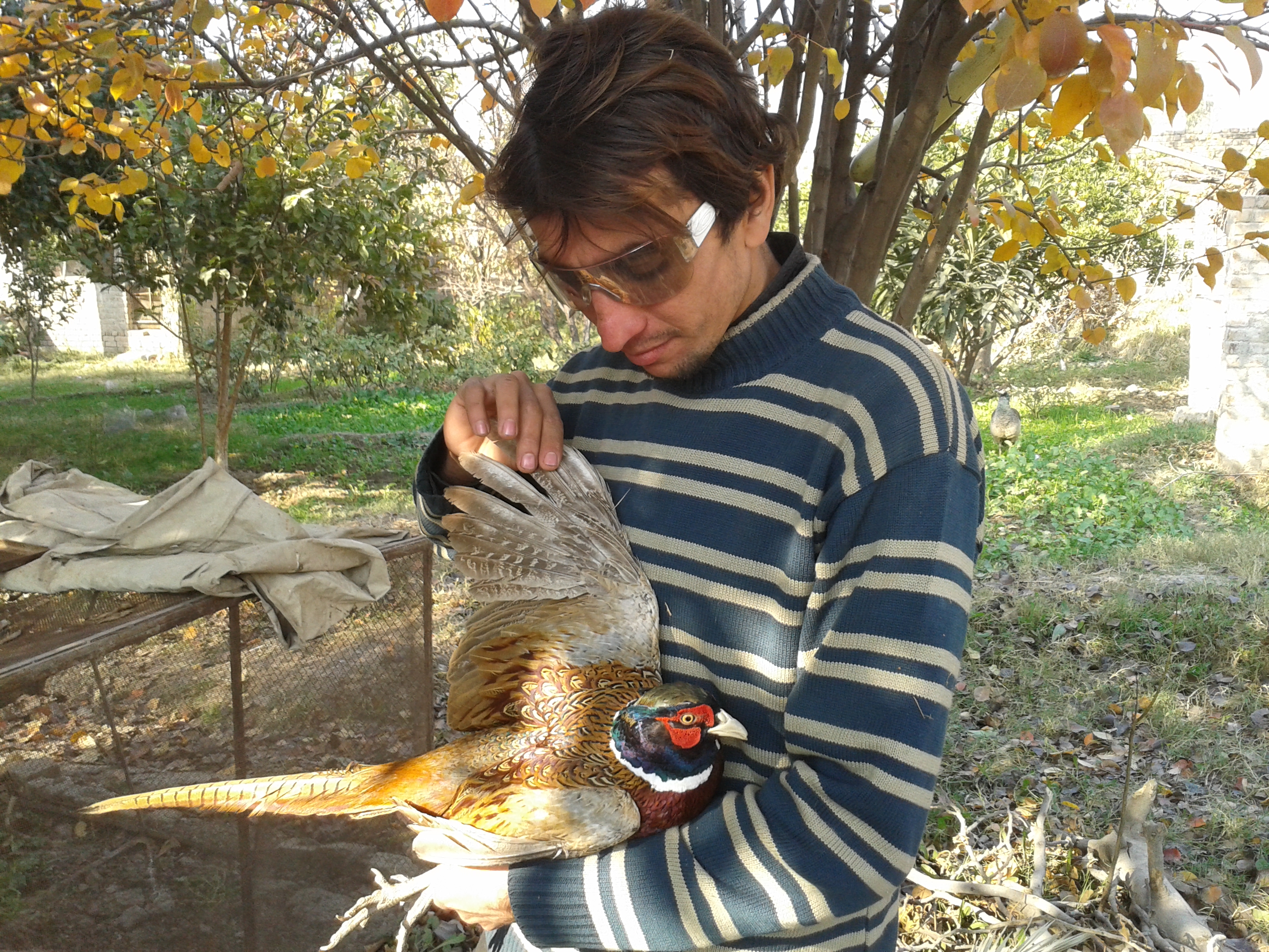 ringnecked pheasant