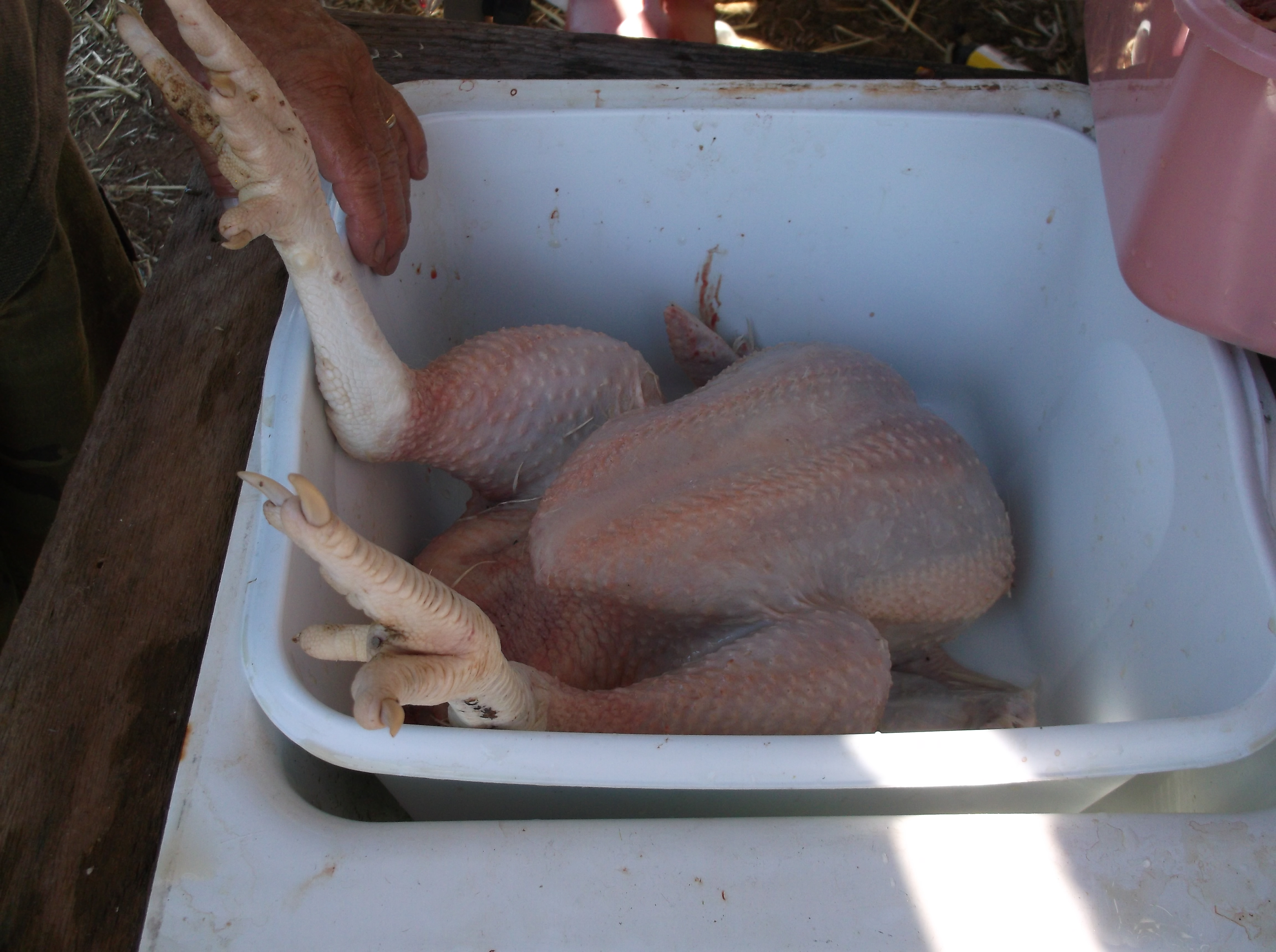 rinsing after plucking.
