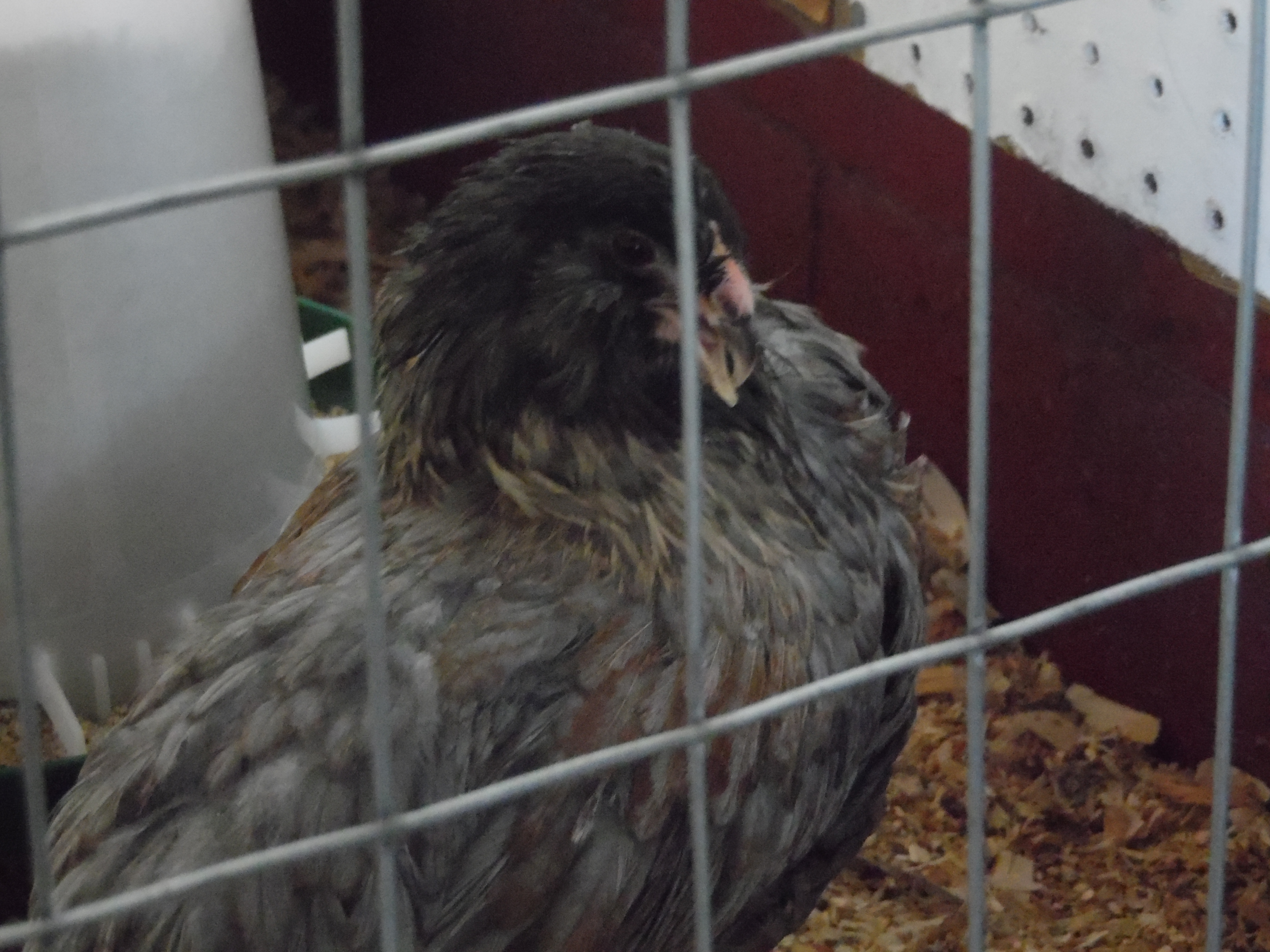 Rio, My cross beak easter egger