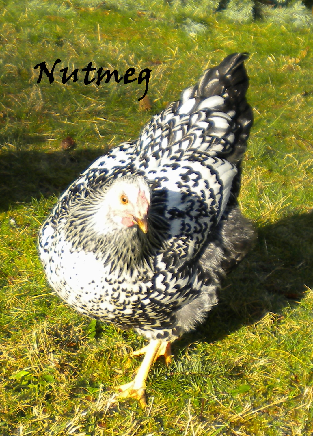 RIP - 3/5/2014  - had to be put down for complications of congestive heart failure at 2 1/2 years old.

Nutmeg at 5 months - Silver laced Wyandotte

Runt - lays tiny pale tan eggs. Eats like crazy and gets under shovel to get the first dibs.
Loud loud loud bird! Always vocalizing and complaining and making herself known. Caws like a seagull or crow more often than like a chicken. And "boop boop boop"s.
Sweet little thing. Curious. Not afraid to jump up on your lap or shoulder to get a treat or to see what is going on. Tough as nails no nonsense attitude.