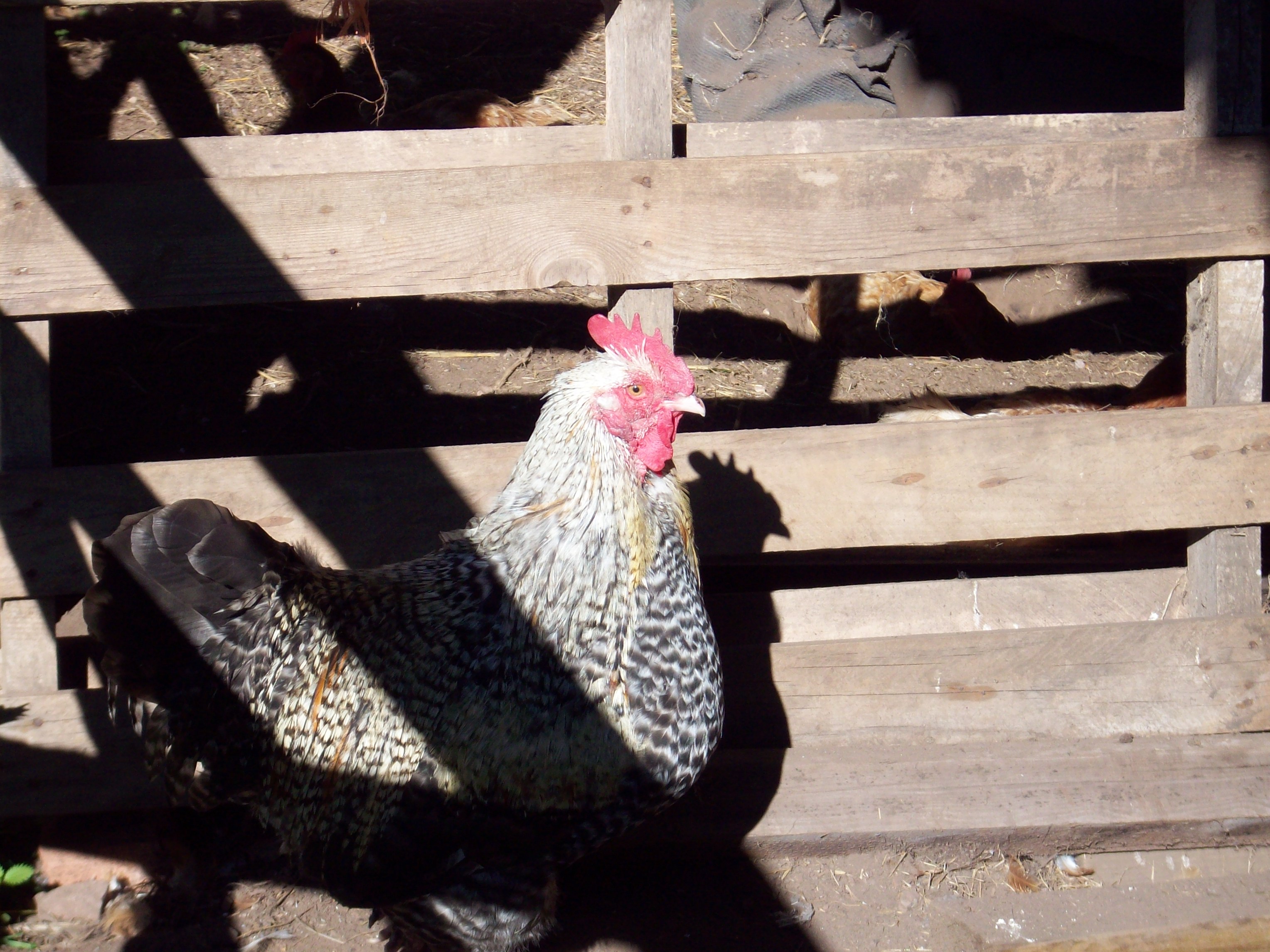RIP Geoff father to a lot of healthy hens. An a brilliant roo