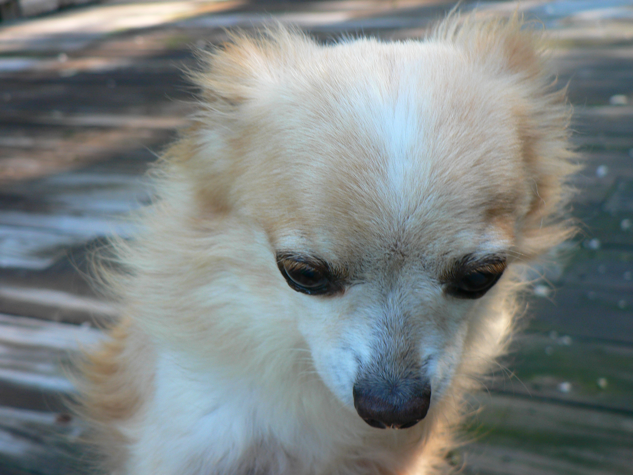 RIP little Manny - 2000?-10/8/12  found him on the side of the road back in 2005, being beaten up by a cat( It looked like 2 cats at the time) On my way back he was still there on the side of the road by himself. I pulled over and called out to him, he came scampering right up to me. We then went door to door up and down the whole street. No one wanted or claimed him. I took him home and what I found shocked me. He had a flea collar on so tight that he must have been thrown out/lost when he was still a pup. Whatever was on him was nasty enough to remove my nail polish! I bathed him and brought him to the vet for a check up and to be fixed. They estimated that he was about 4 or 5 at the time. ~ I already had a female fixed dog & for about 6 months he stayed with my cats and never went near her. Finally one day he realized that he loved her and gave us his first bark. We got to enjoy about 7 yrs together. He was truly one of a kind & we will always have him in our hearts <3