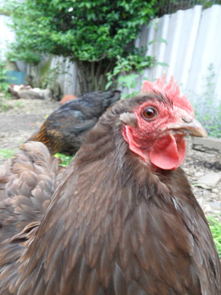RIP - mallory my chocolate Orpington bantam