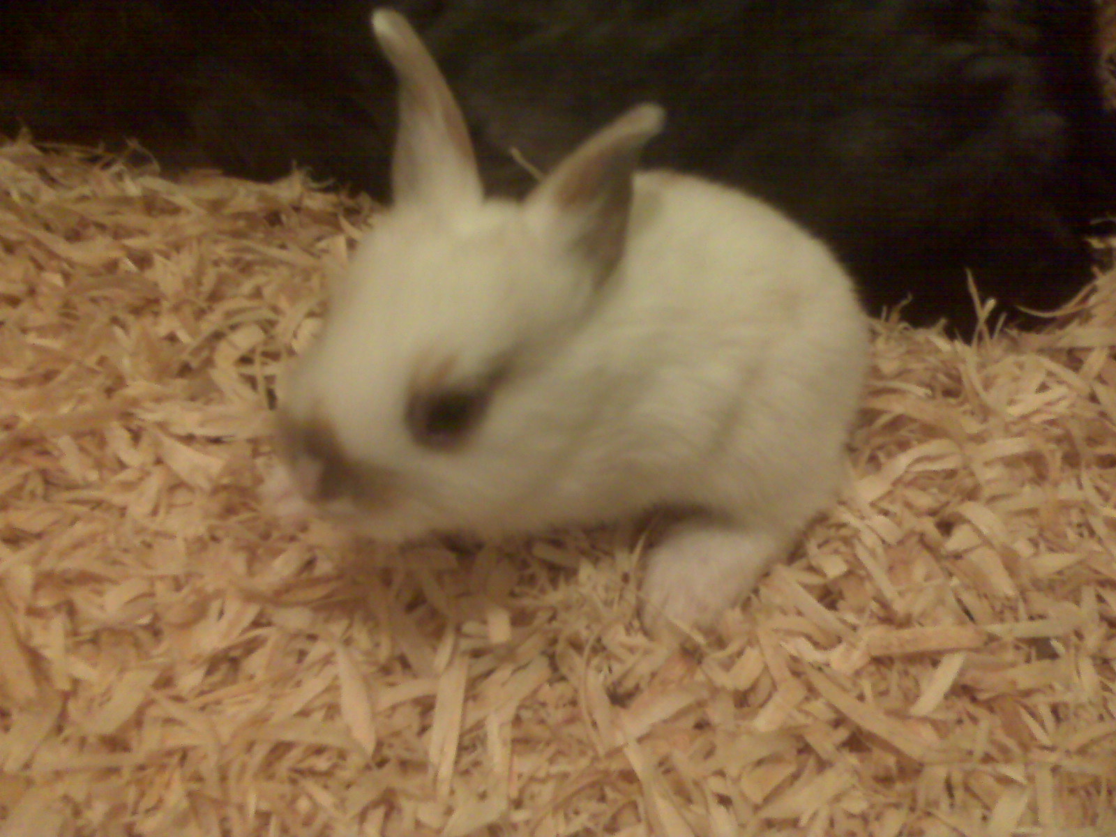 RIP PEANUT BUTTER he was our first ever bred bunny and he died at 2 years old after eating a very bad plant rabbits ie from if eaten we miss him this is him from a baby and the same rabbit as the one in the sink