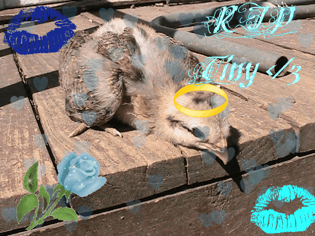 RIP Tiny baby